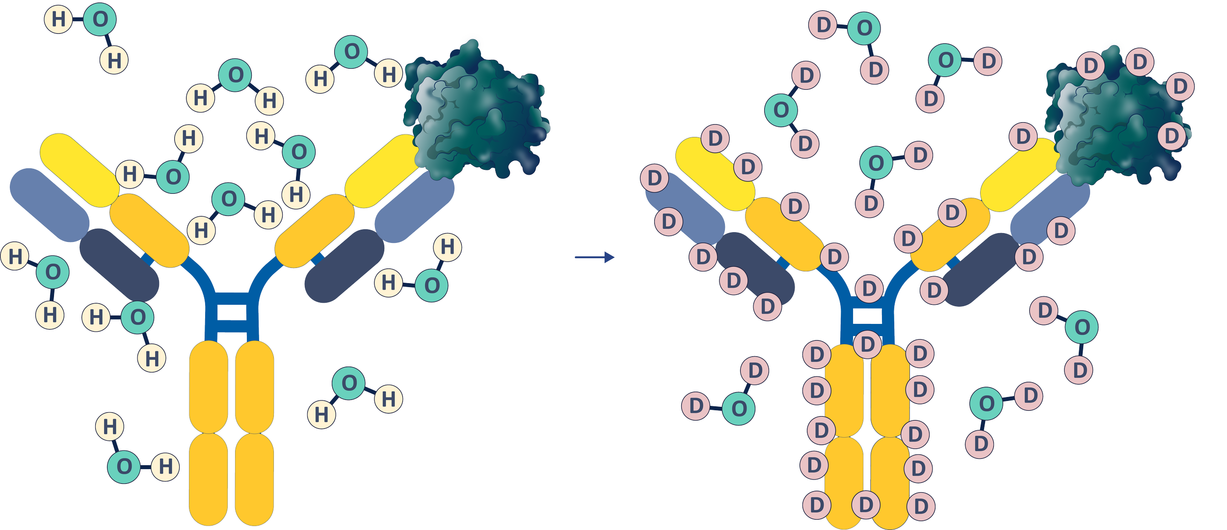 HDX-MS antibody structure analysis